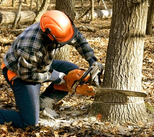 Tree Removal in Columbus, PA